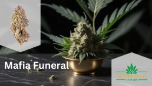 Mafia Funeral